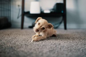 how to clean pet urine